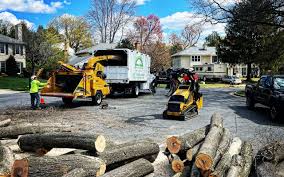 How Our Tree Care Process Works  in  Bristol, FL