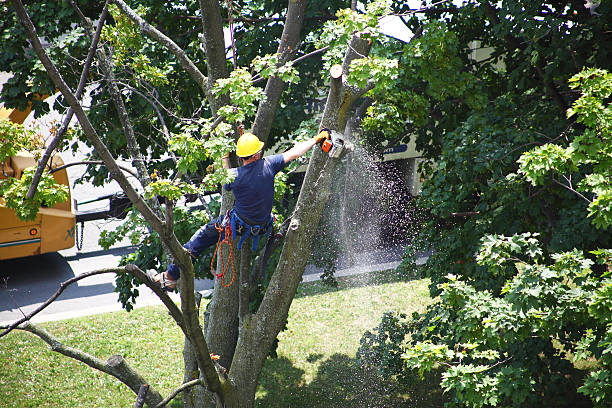 Best Tree and Shrub Care  in Bristol, FL